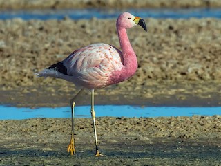 Breeding adult - Andean Flamingo