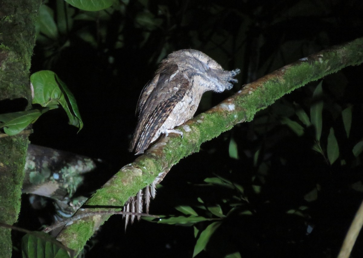 Marbled Frogmouth - Ian Starling