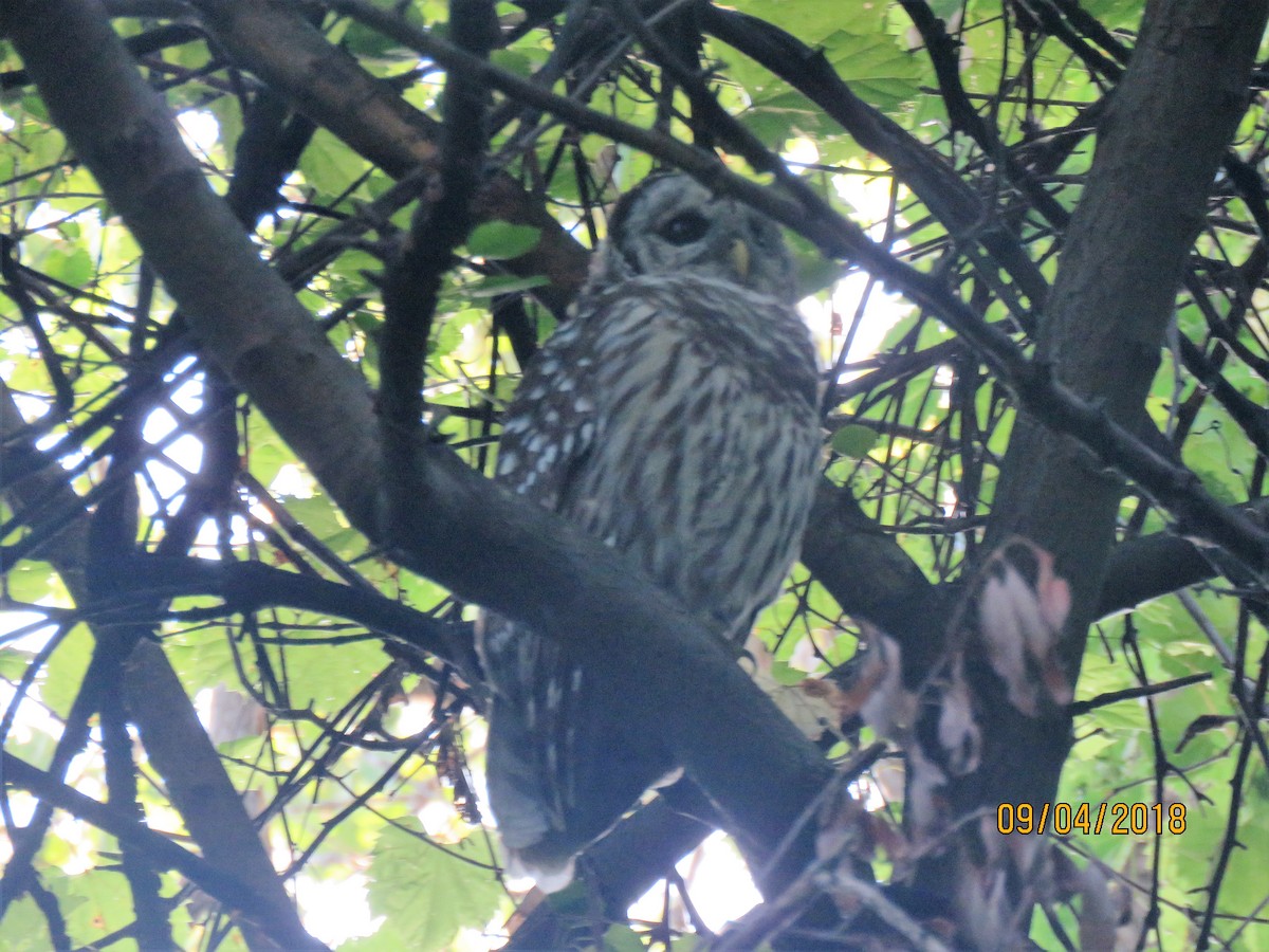 Barred Owl - ML113556241