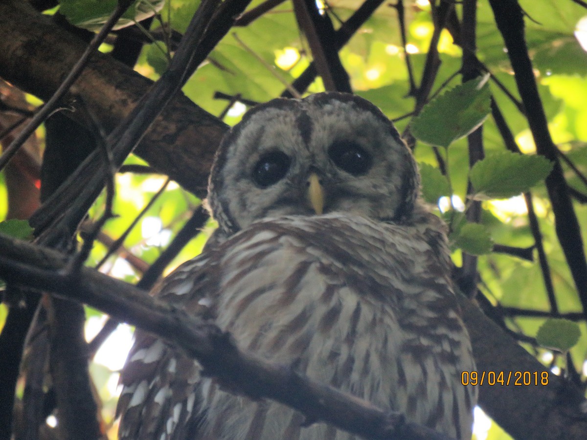 Barred Owl - ML113556251