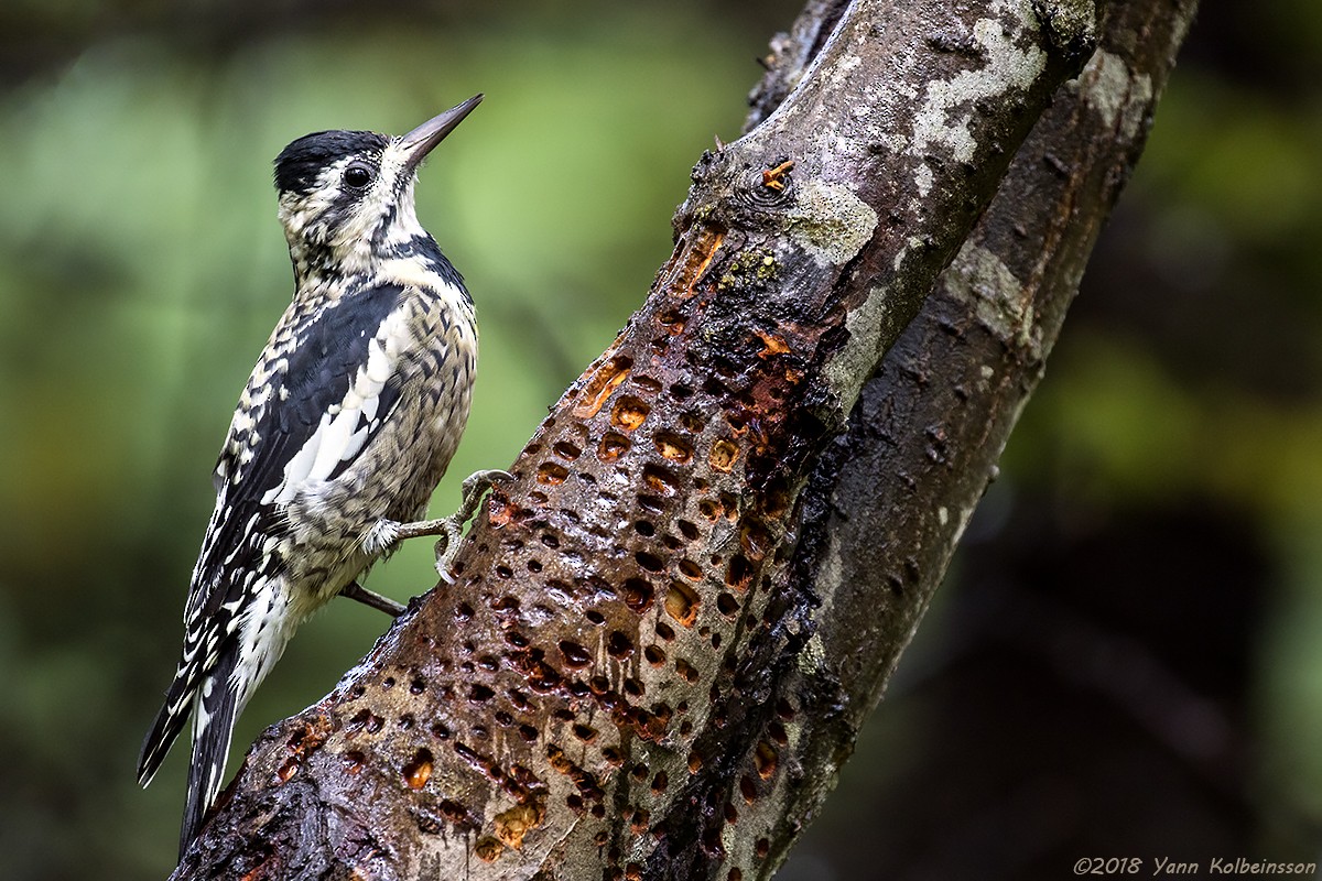 Yellow-bellied Sapsucker - ML113556381