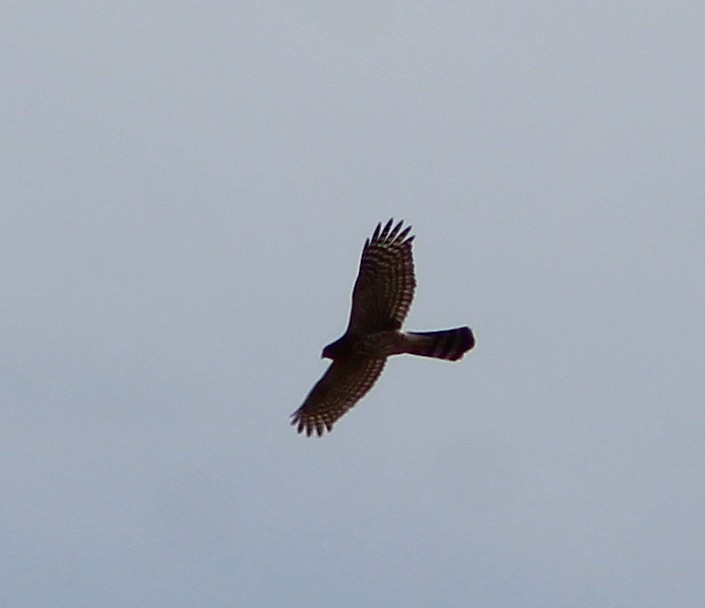 Northern Harrier - ML113556761