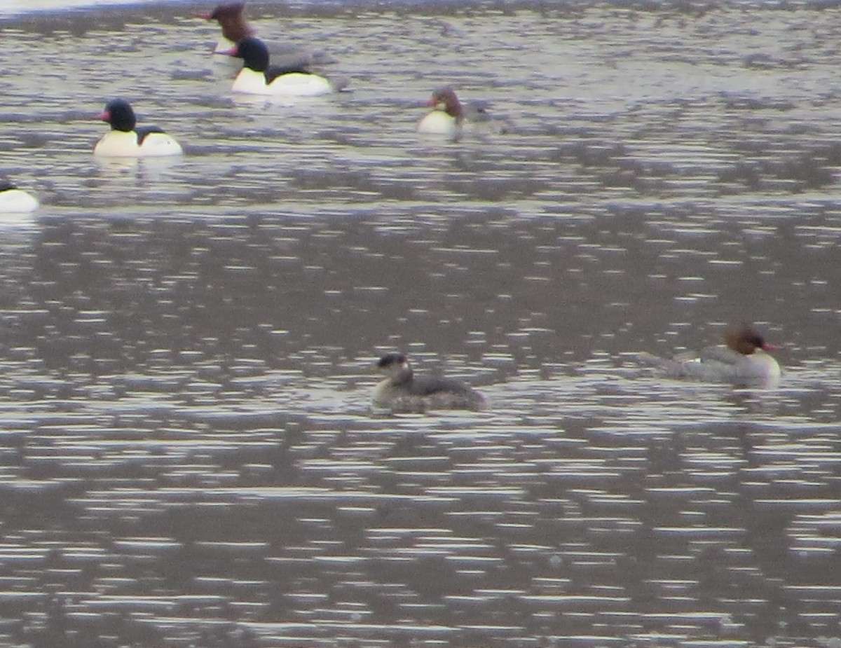 Red-necked Grebe - ML113556971