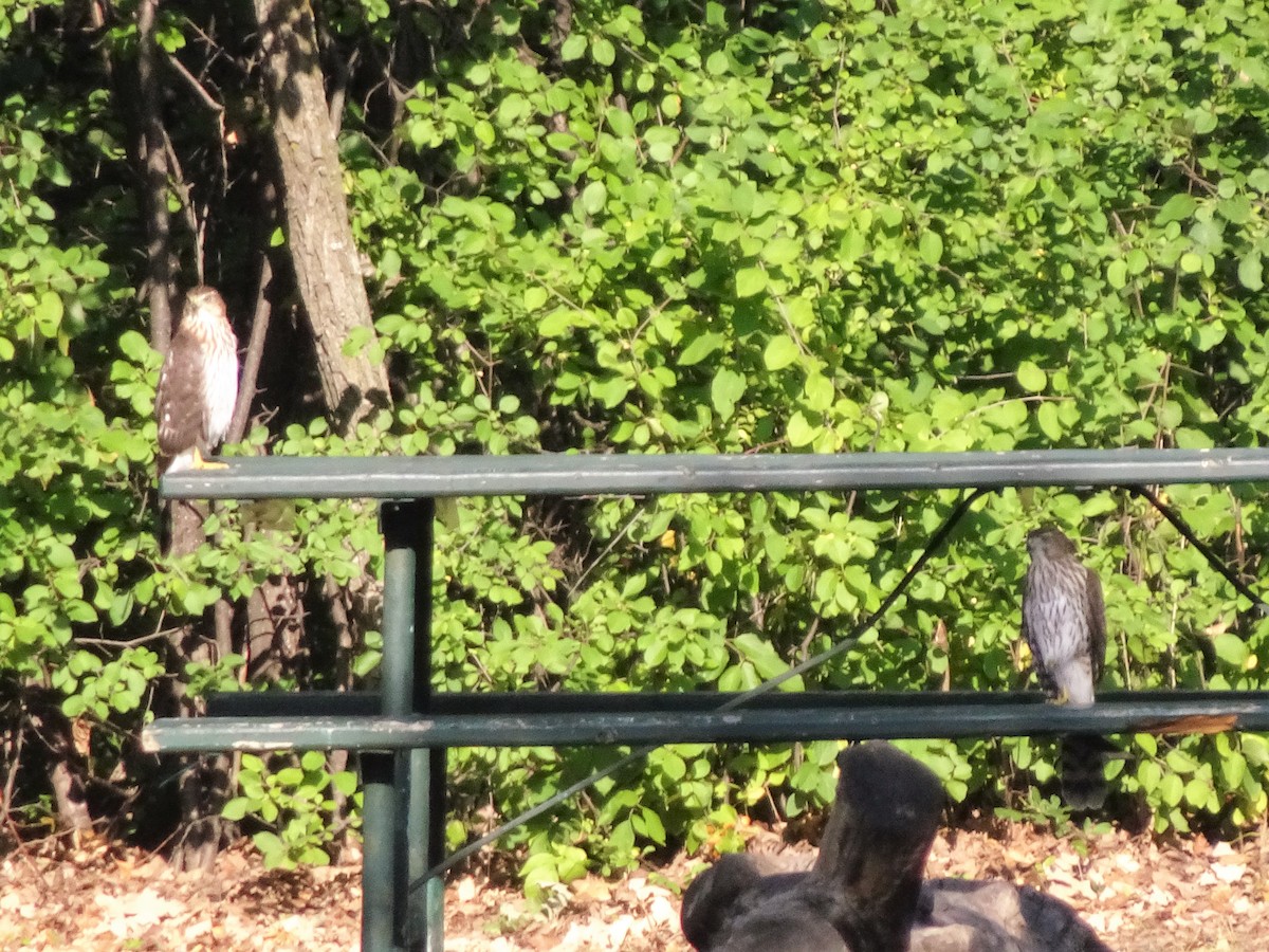 Cooper's Hawk - ML113557971