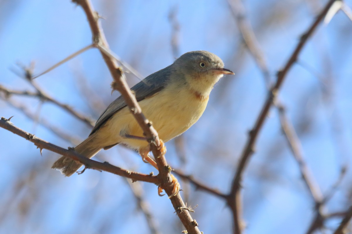 Burnt-neck Eremomela - Vicente Alvarado