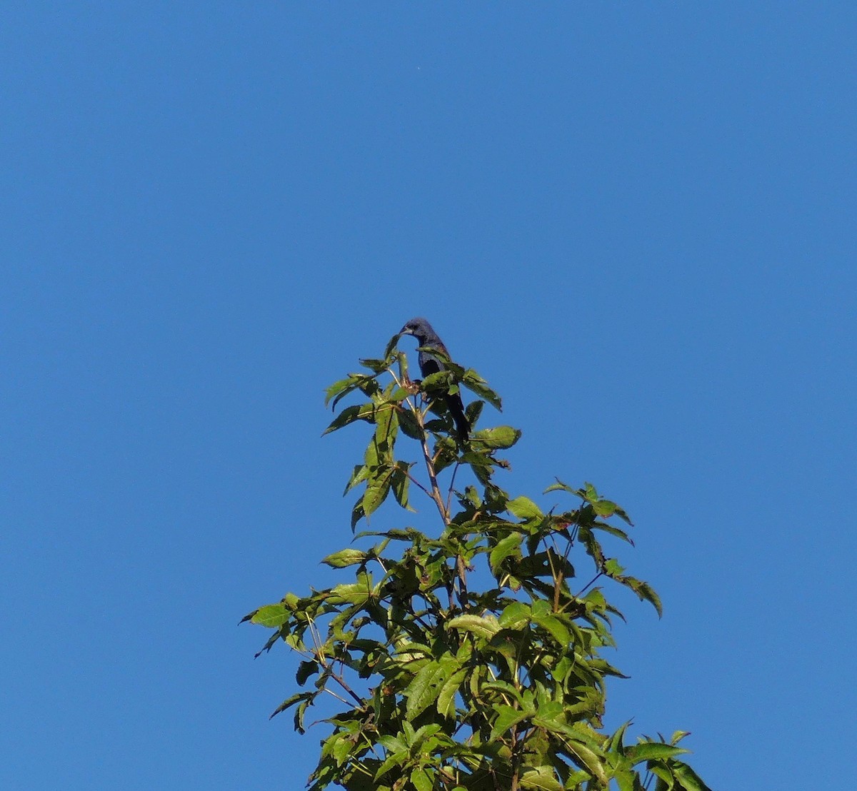 Blue Grosbeak - ML113558931