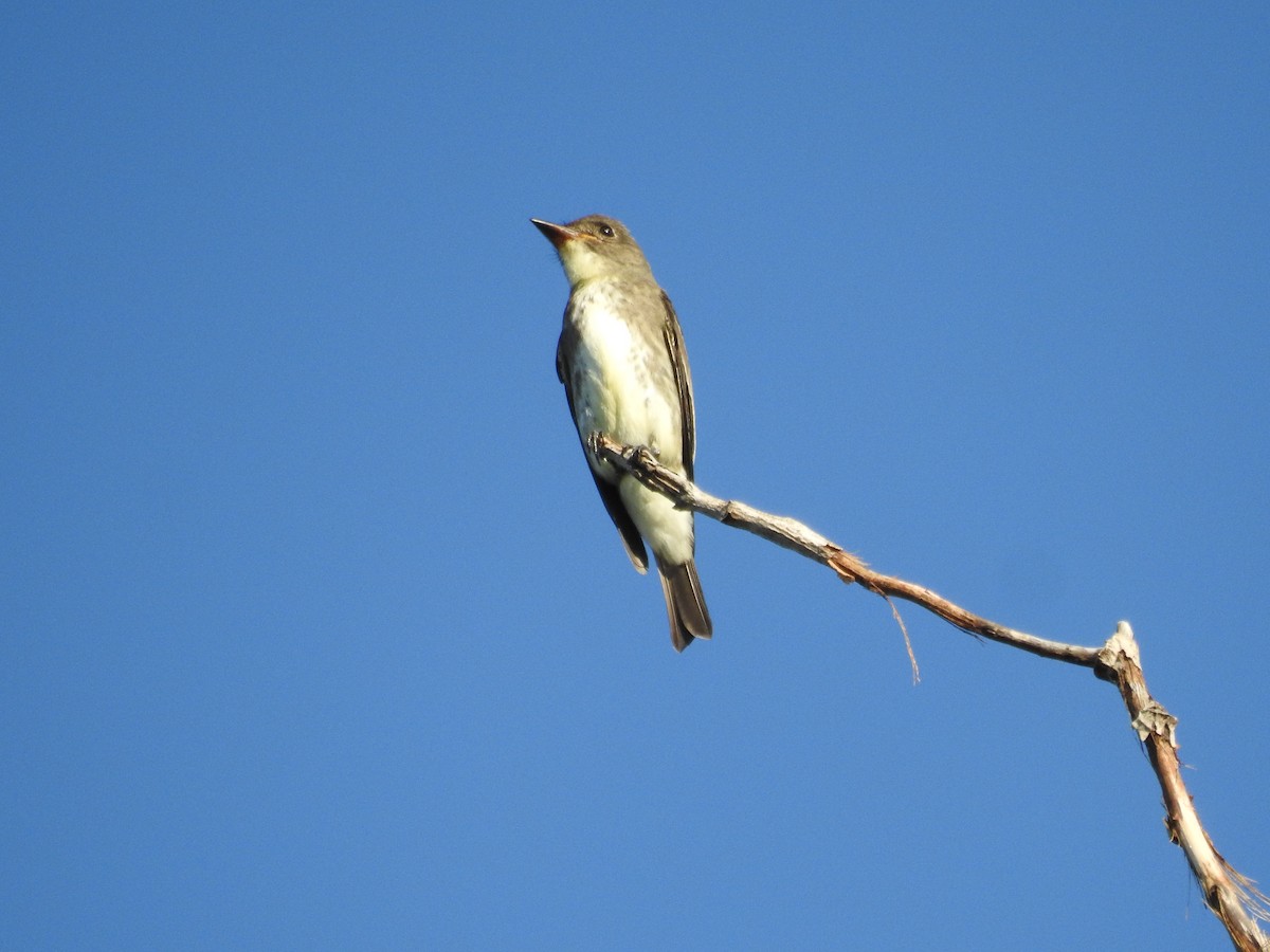 Olive-sided Flycatcher - ML113559551