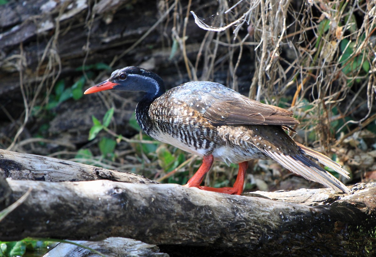 African Finfoot - Bert Fisher
