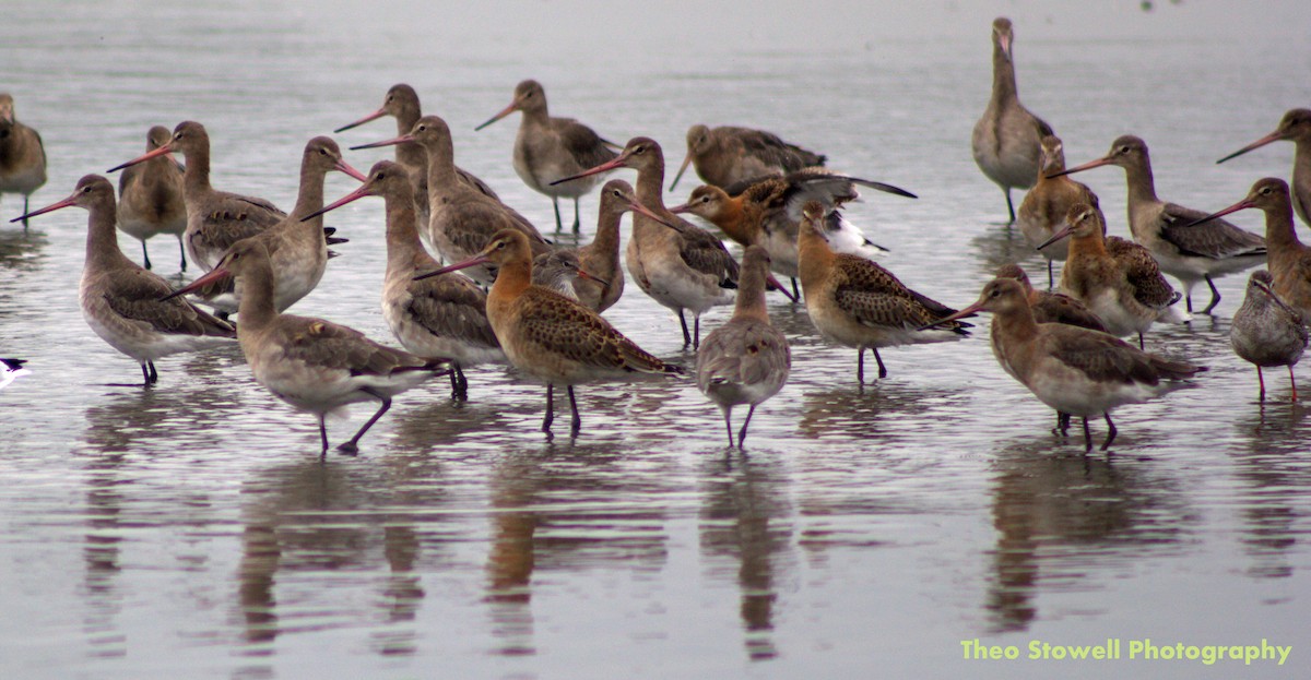 Black-tailed Godwit - ML113561421