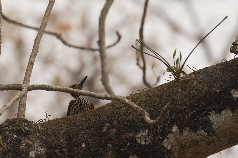 Greater Flameback - Jeroen Vanheuverswyn