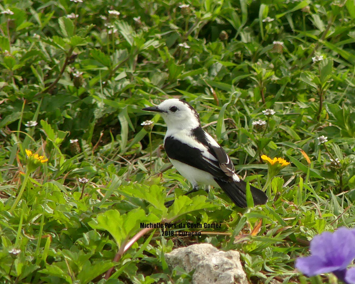 Pied Water-Tyrant - ML113562411