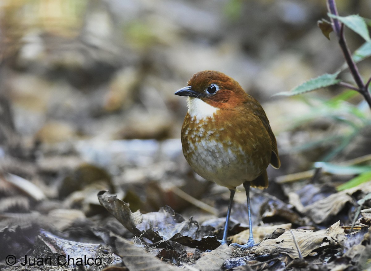 Red-and-white Antpitta - Juan José Chalco Luna