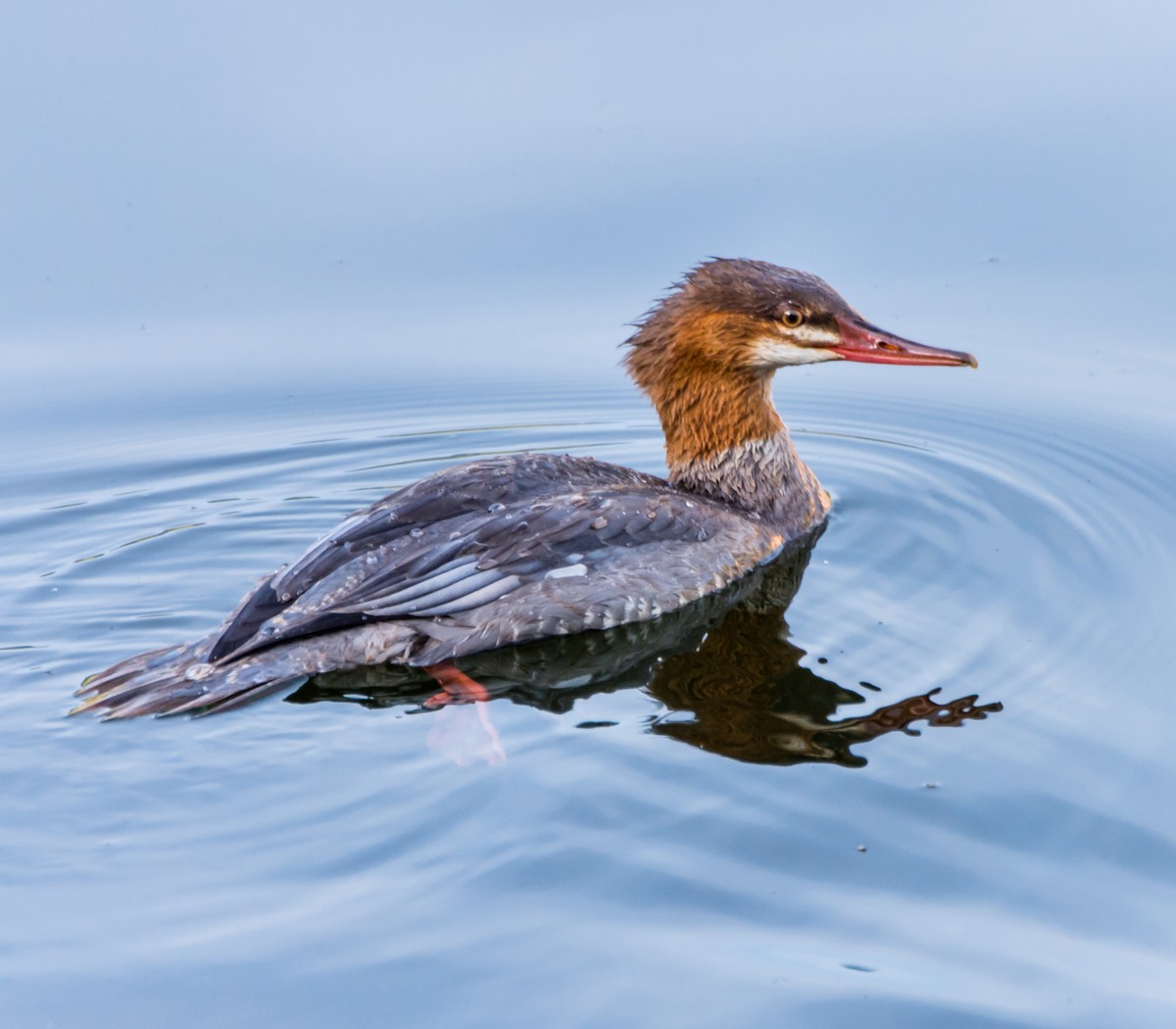Common Merganser - ML113564301