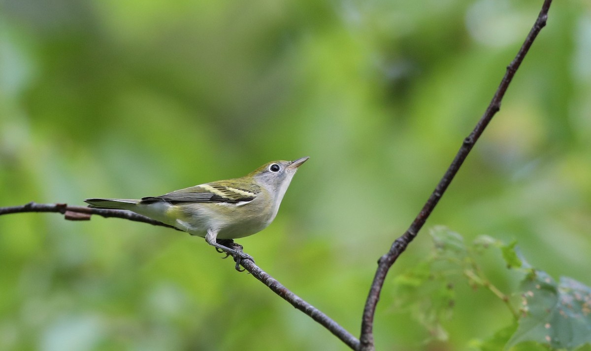 Chestnut-sided Warbler - ML113565161