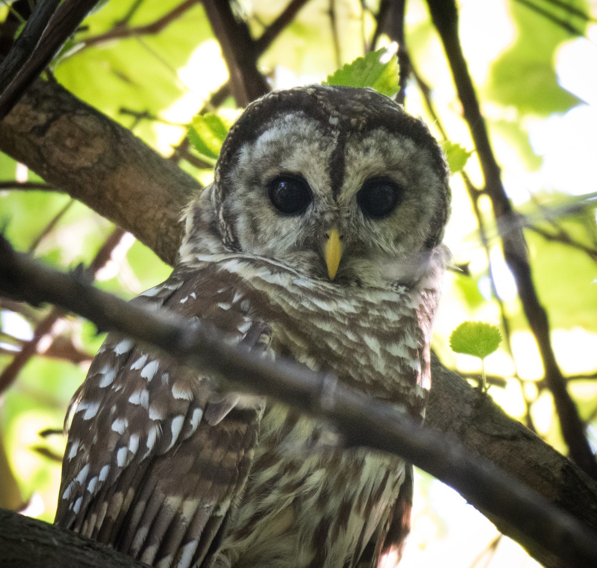 Barred Owl - ML113565461