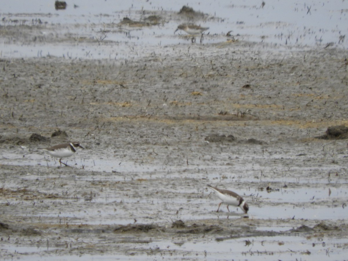 Semipalmated Plover - ML113565491