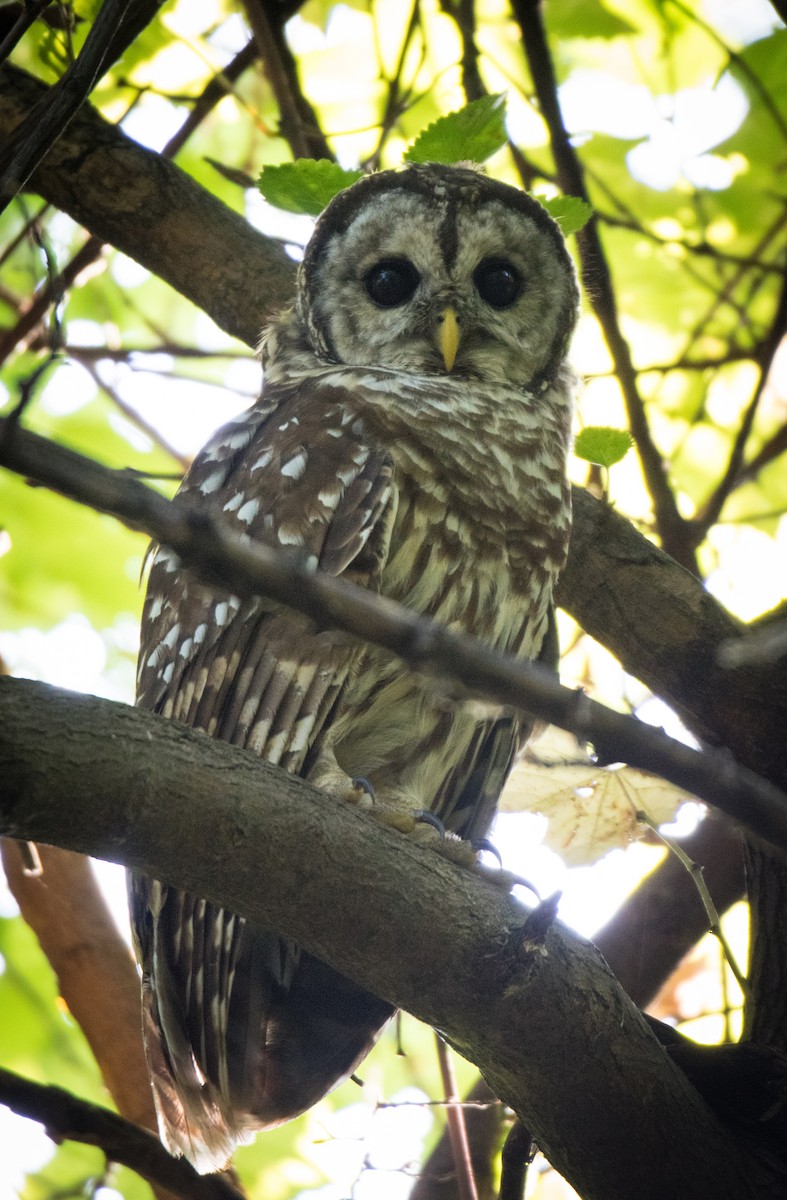 Barred Owl - ML113565541