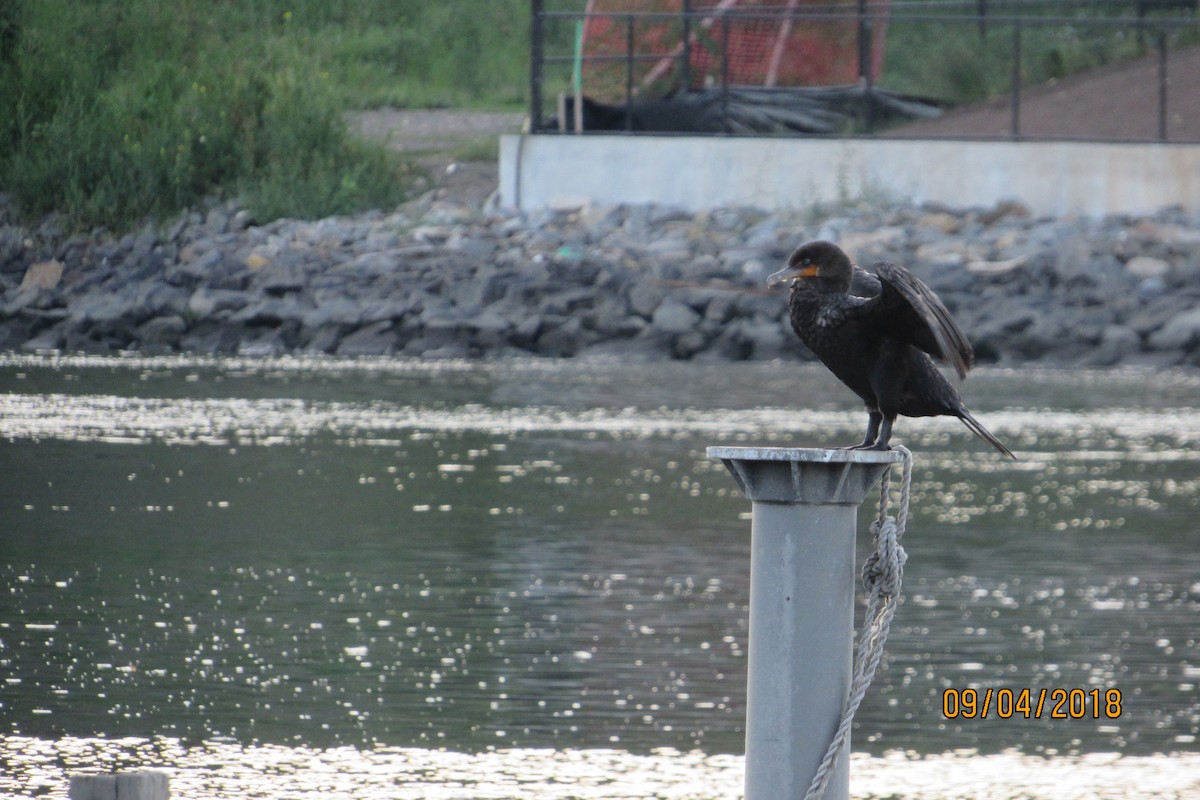 Double-crested Cormorant - ML113565621