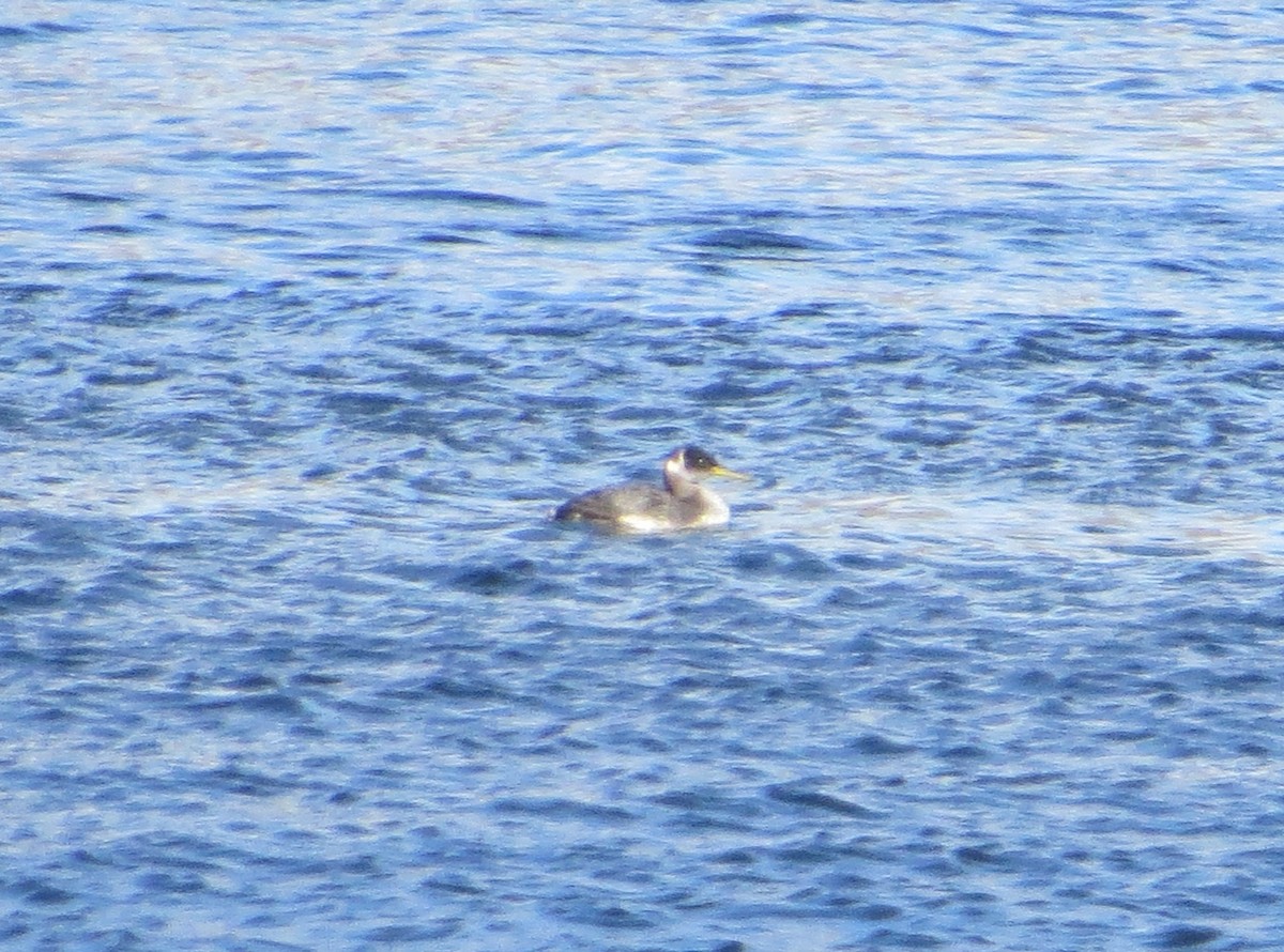 Red-necked Grebe - ML113566181