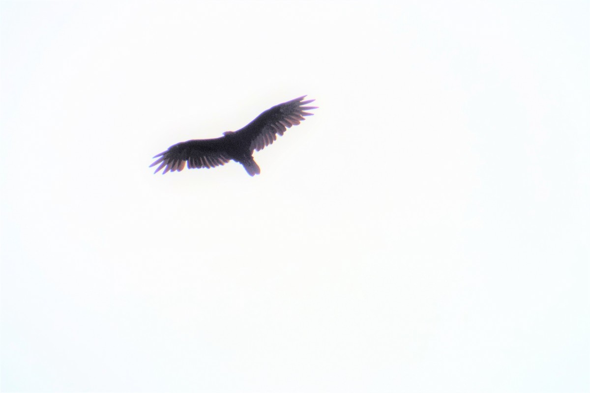 Turkey Vulture - ML113568271