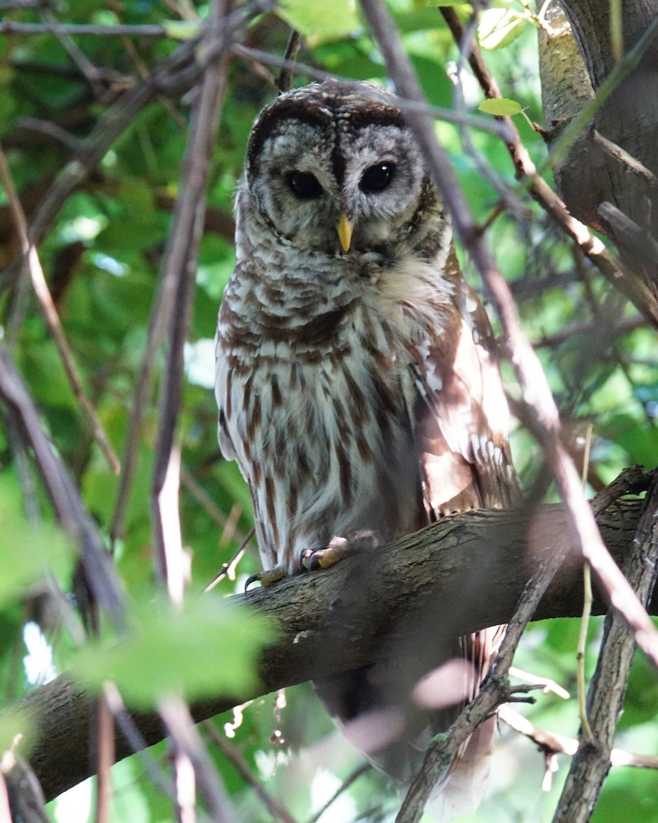 Barred Owl - ML113569301