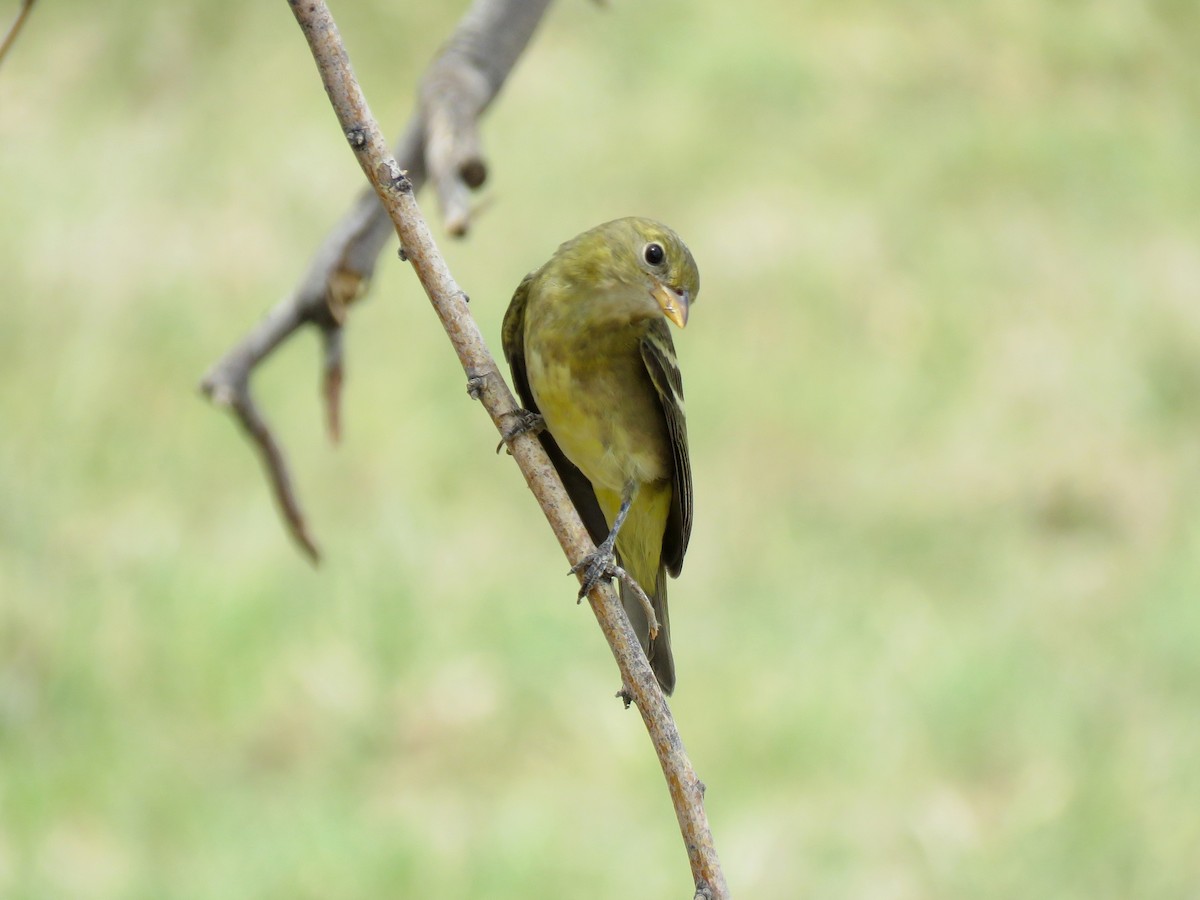 Western Tanager - ML113569871