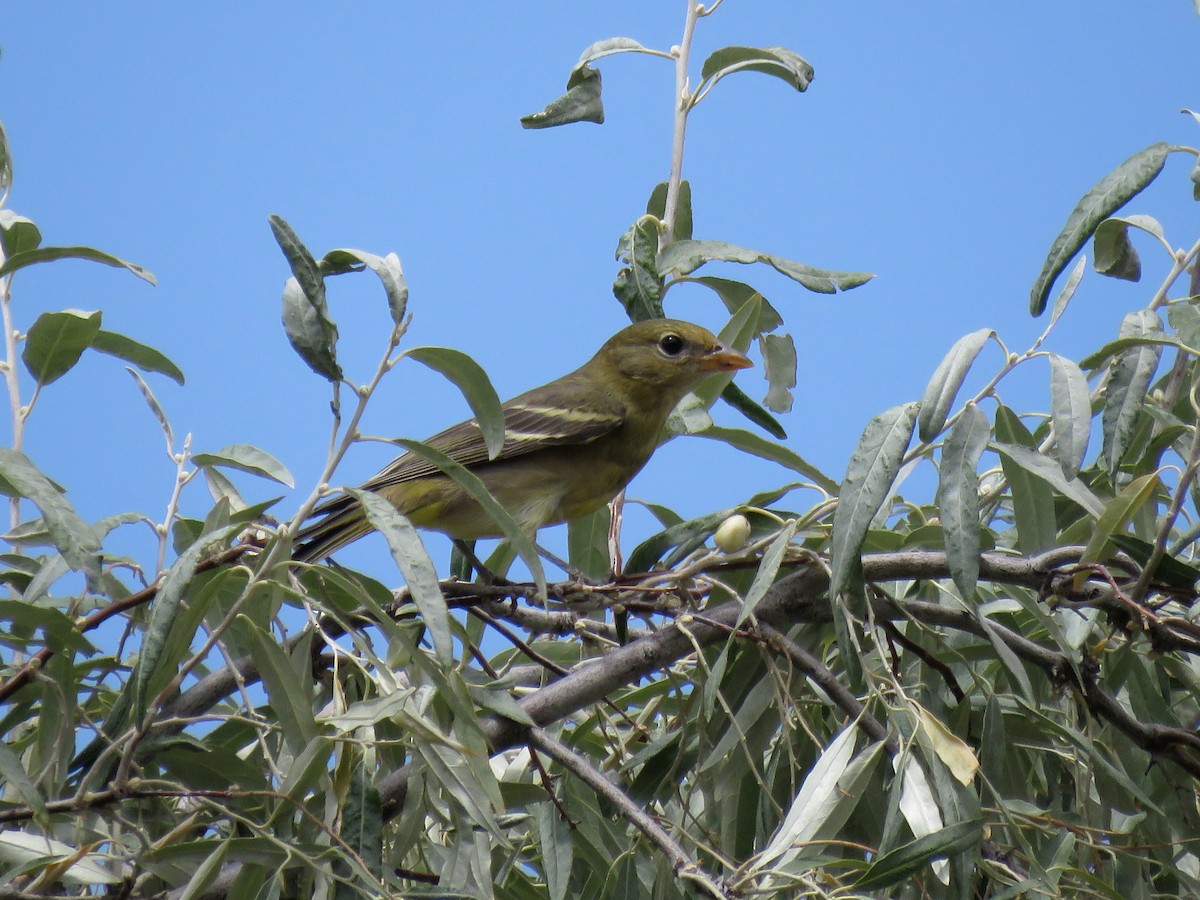 Western Tanager - ML113569881