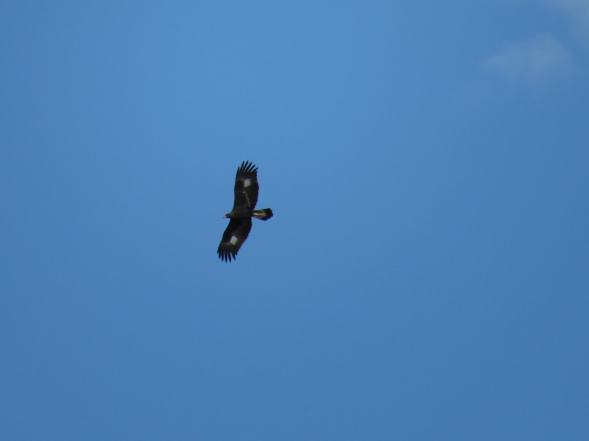 Golden Eagle - Jane Thompson