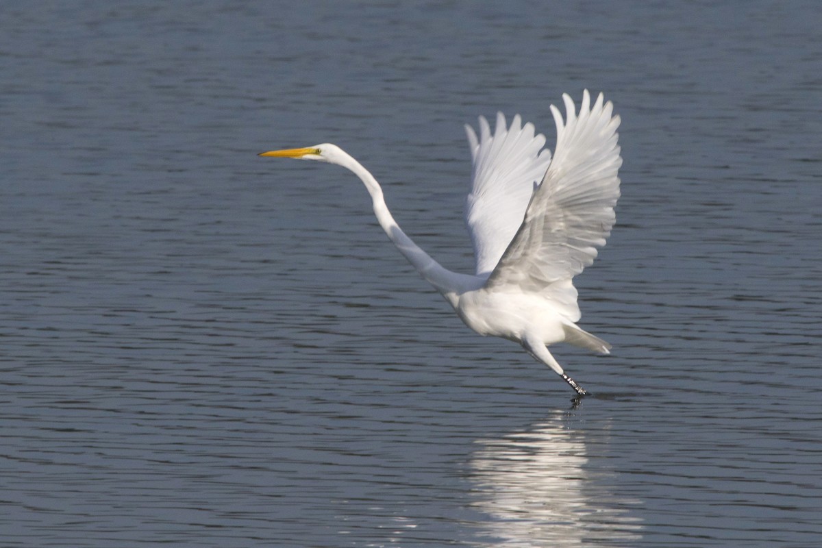 Great Egret - Michael Bowen