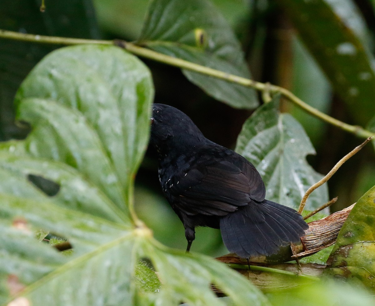 Stub-tailed Antbird - Joel Such