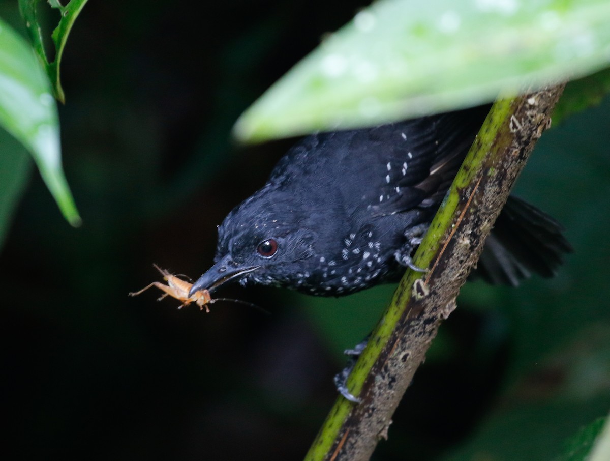 Stub-tailed Antbird - ML113571801