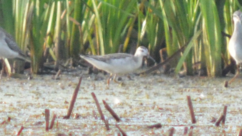 Wilson's Phalarope - ML113572021