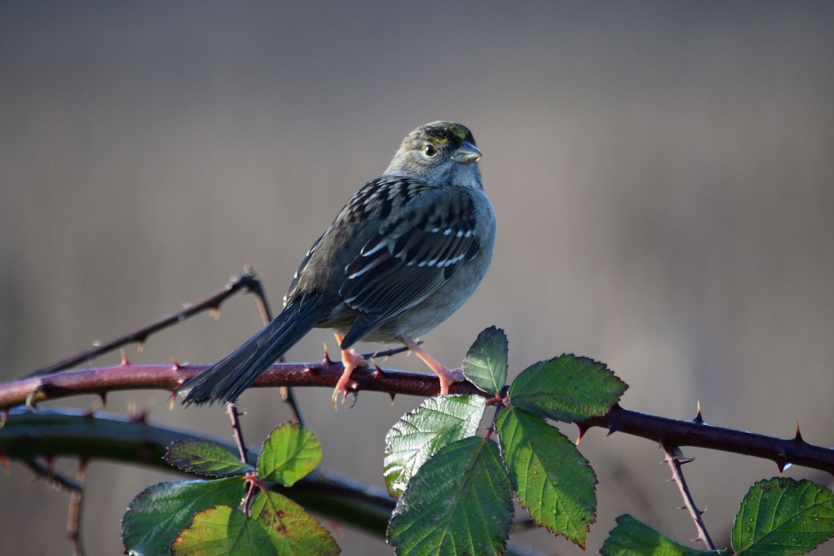 Golden-crowned Sparrow - John Doll