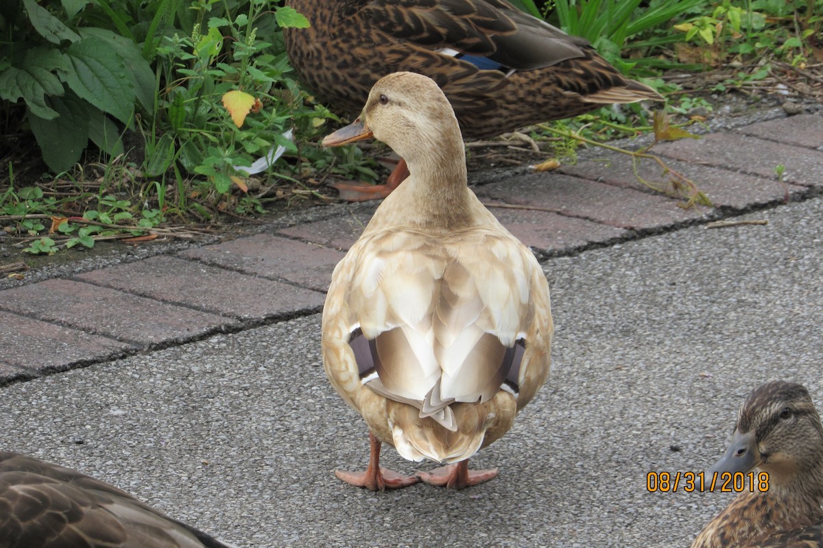 Mallard (Domestic type) - ML113572351