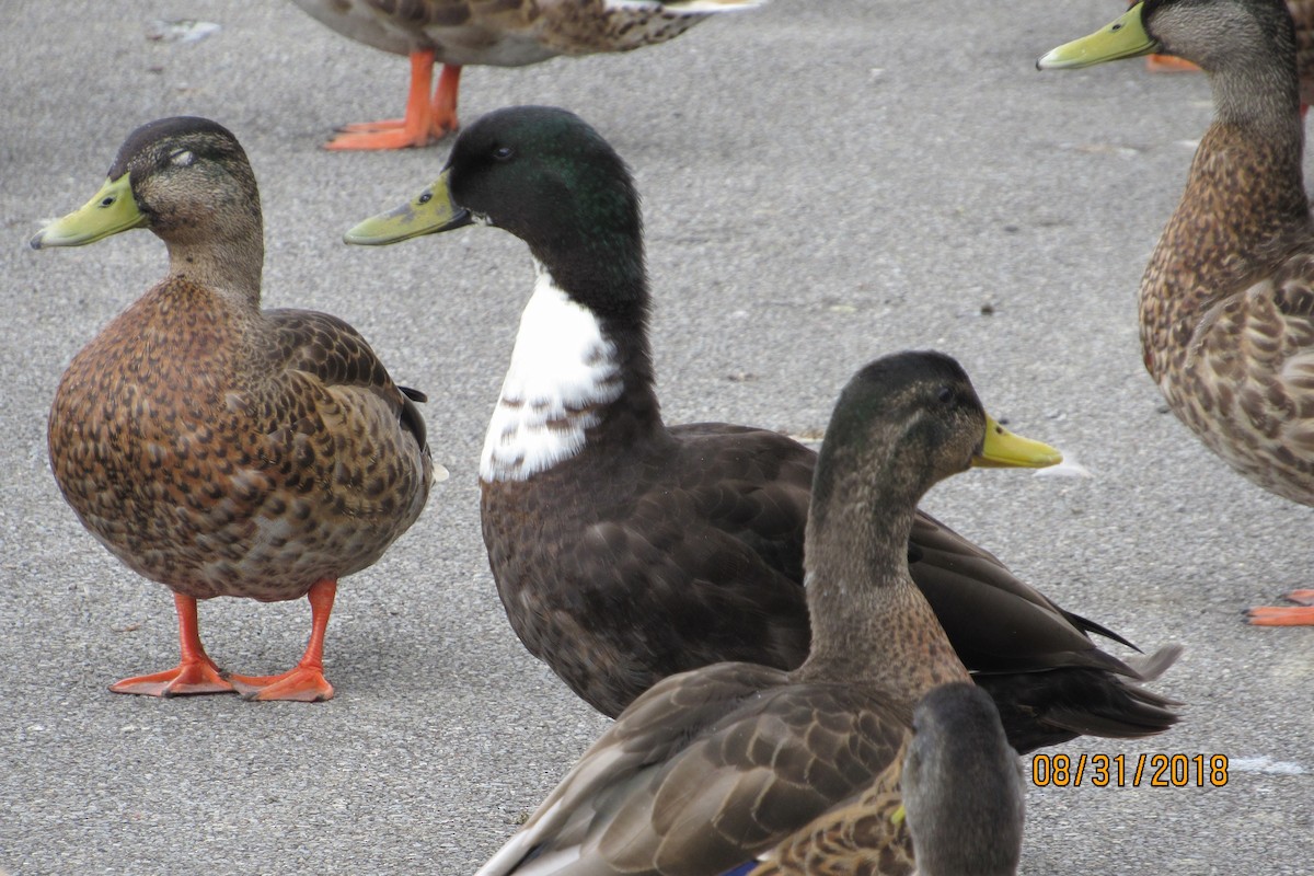 Mallard (Domestic type) - ML113572361