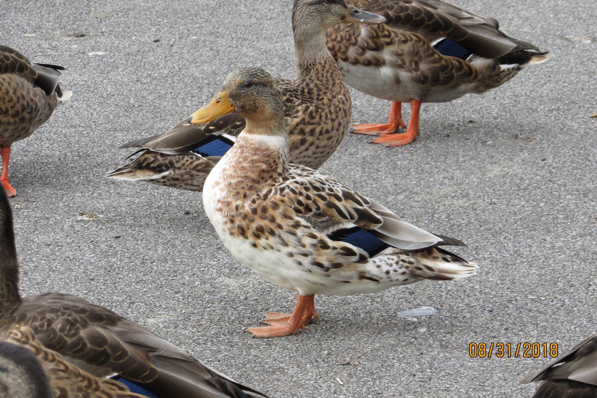 Mallard (Domestic type) - ML113572371