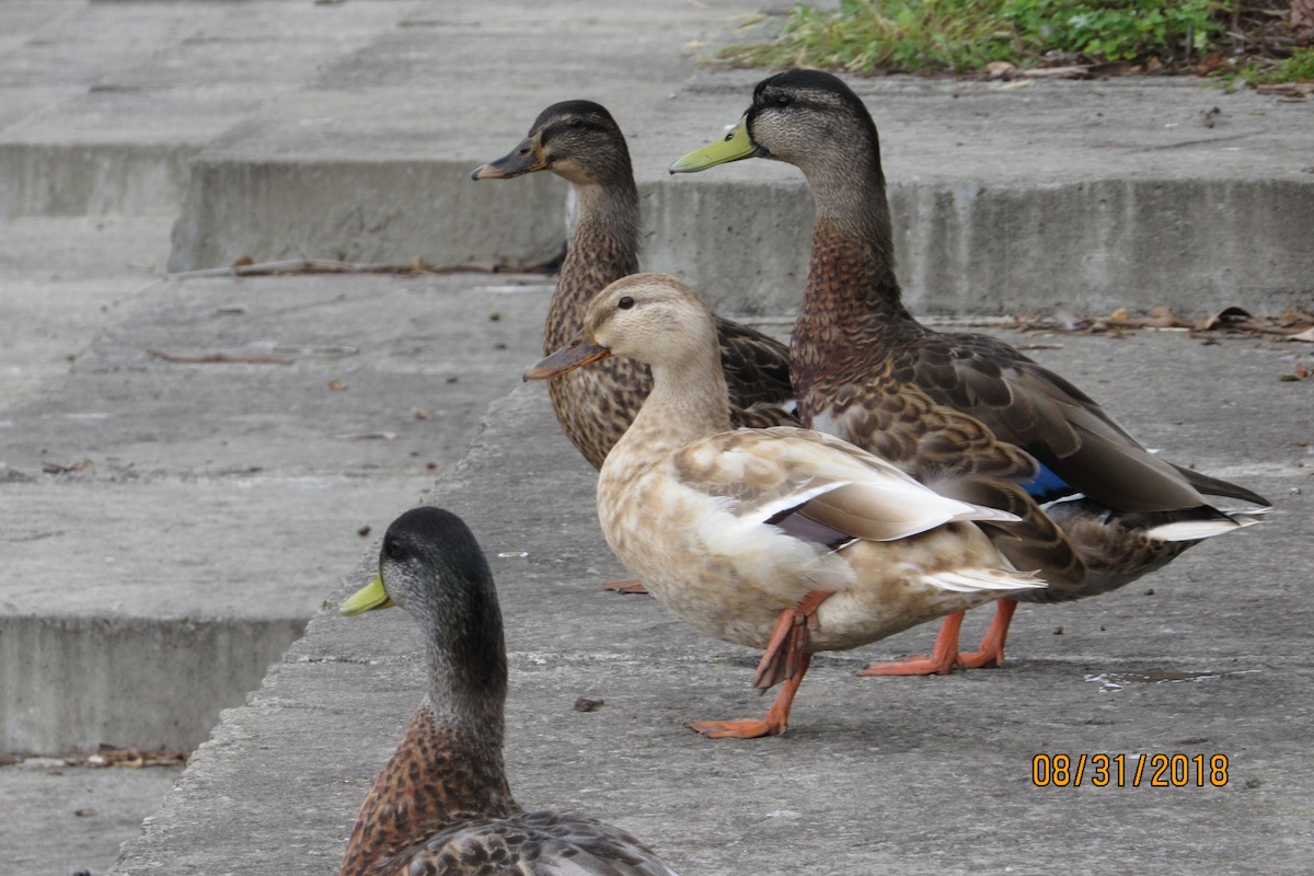 Mallard (Domestic type) - ML113572381