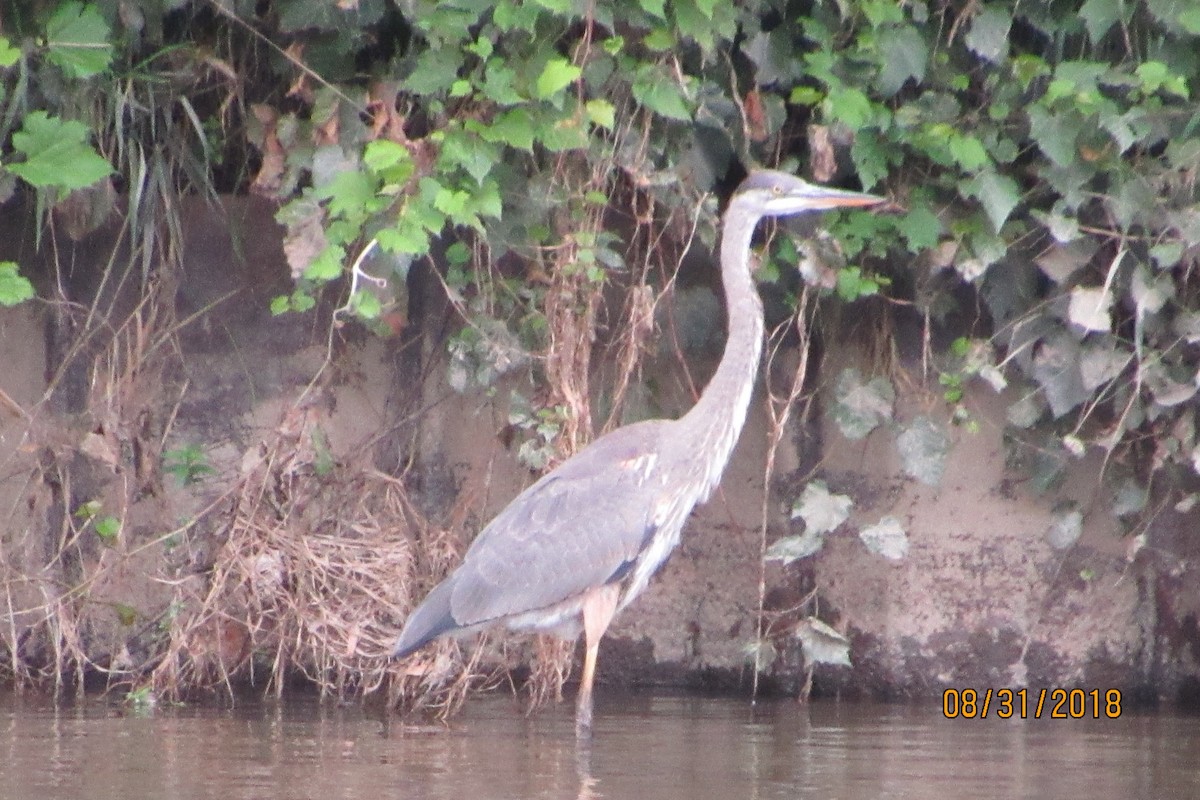 Great Blue Heron - ML113572401