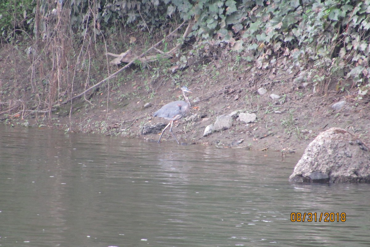 Great Blue Heron - ML113572411