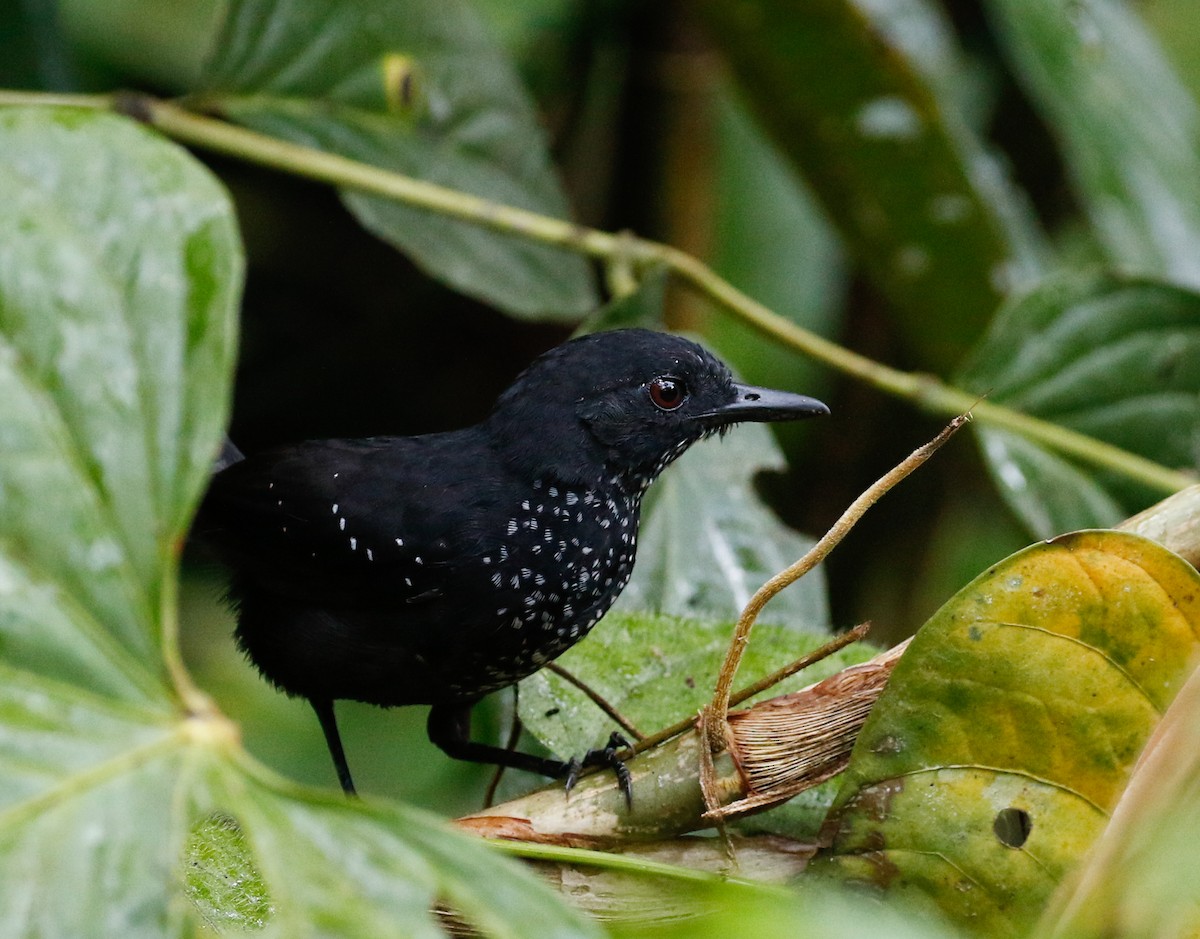 Kurzschwanz-Ameisenvogel - ML113573961