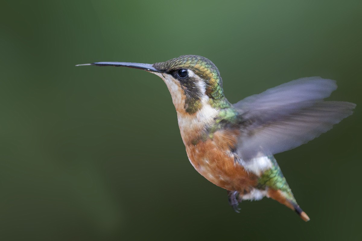 Gray-chinned Hermit - Bradley Hacker 🦜