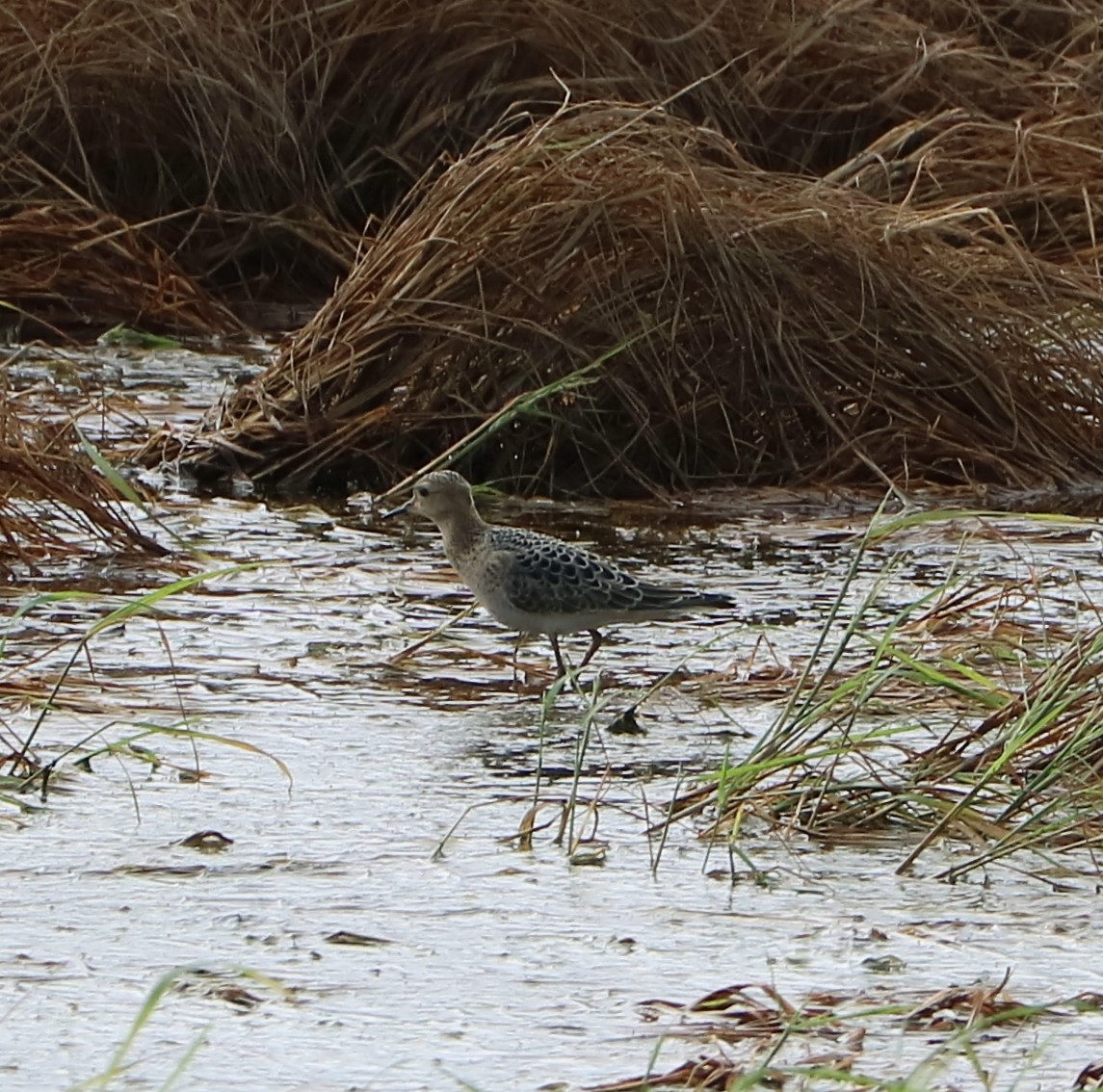 Buff-breasted Sandpiper - ML113574801