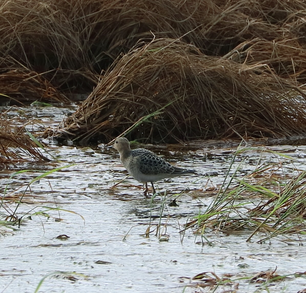 Buff-breasted Sandpiper - ML113574831