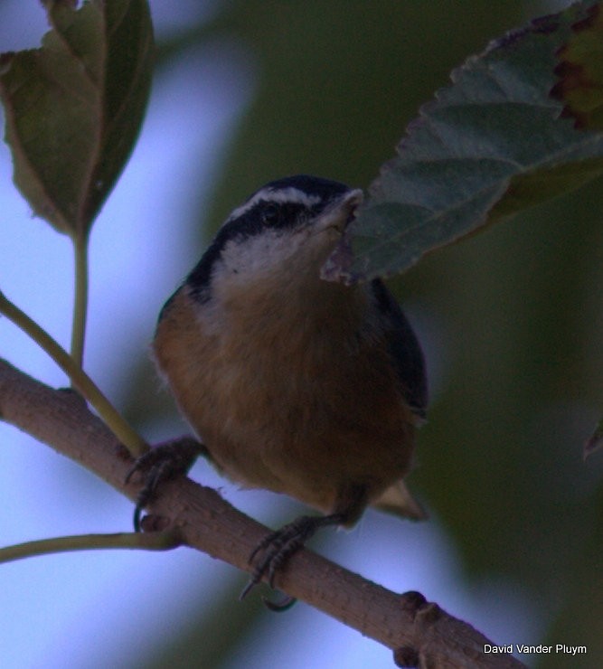 Red-breasted Nuthatch - ML113575481