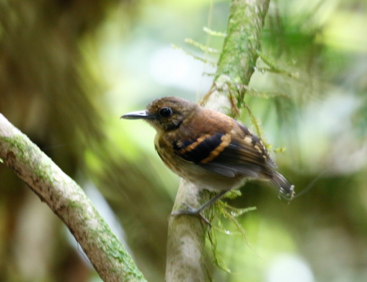 Spotted Antbird - Joel Such