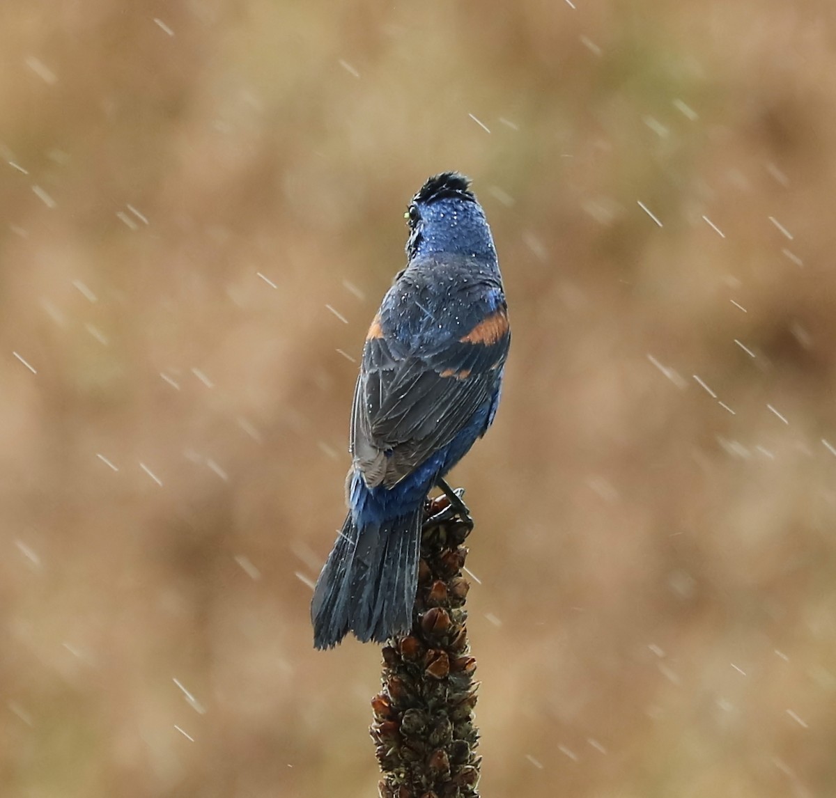 Blue Grosbeak - ML113576641