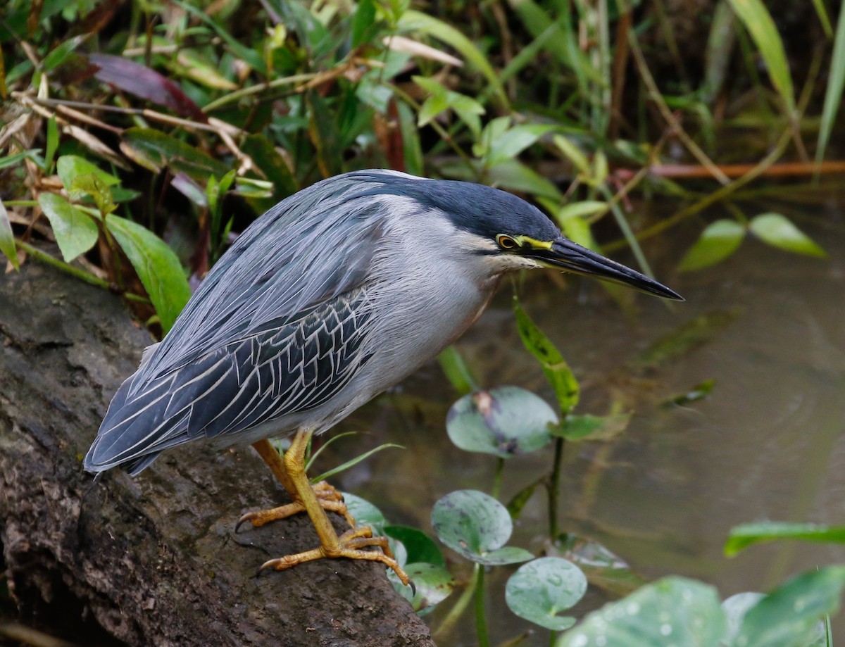 Striated Heron (South American) - ML113578431