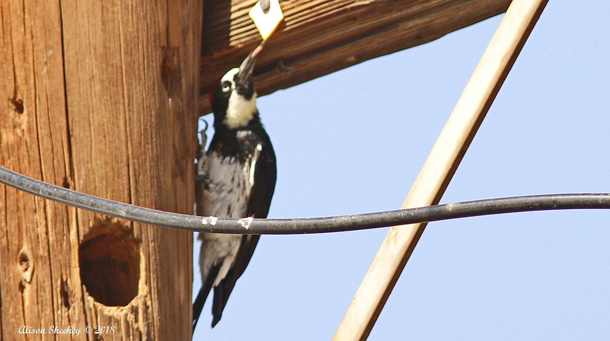 Acorn Woodpecker - ML113580751