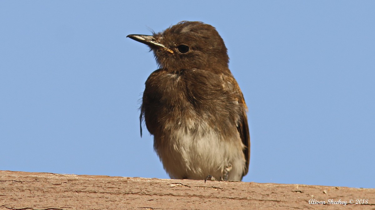 Black Phoebe - ML113580811