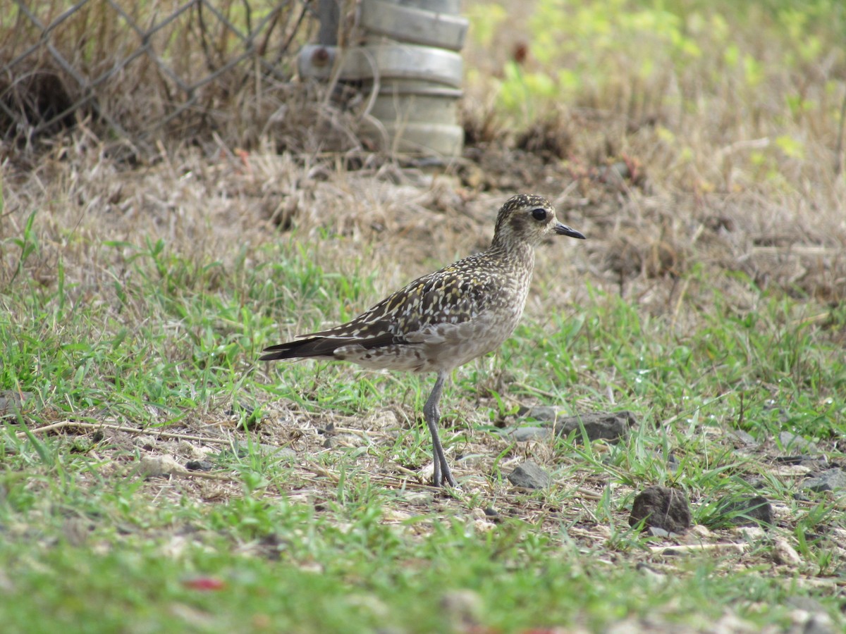 Pacific Golden-Plover - ML113581131